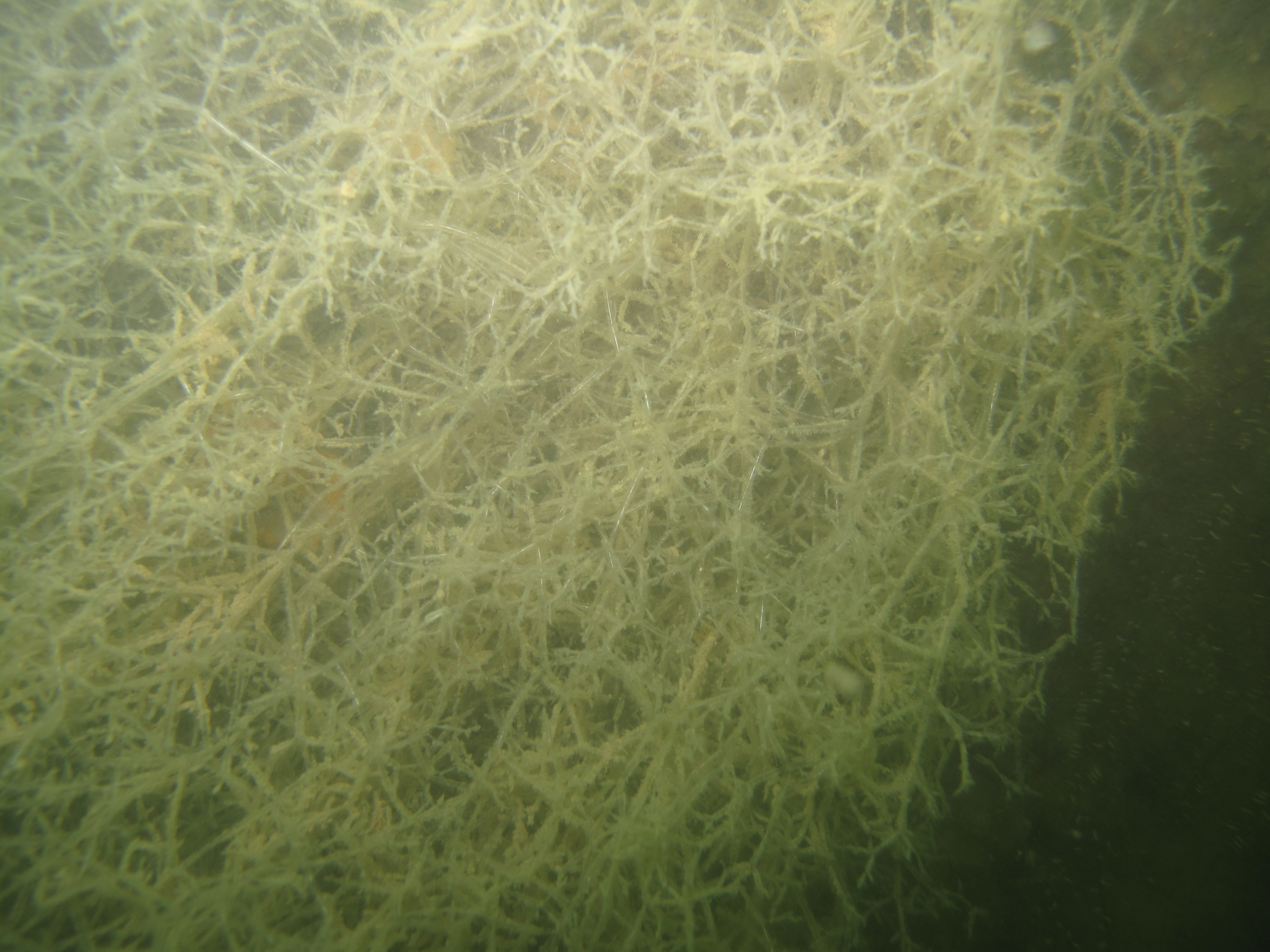 IMG_1616 – Zoobotryon, verticillatum, Spaghetti, bryozoan, crispin, New, zealand, new zealand, marine, pest, Amathia, verticillata